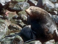 Juan Fernandez Fur Seal