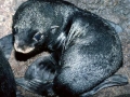 Juan Fernandez Fur Seal