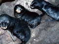 Juan Fernandez Fur Seal
