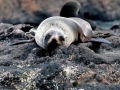 Juan Fernandez Fur Seal