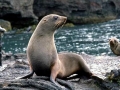 Juan Fernandez Fur Seal