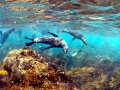 Juan Fernandez Fur Seal