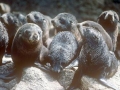 Juan Fernandez Fur Seal