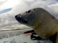 Juan Fernandez Fur Seal
