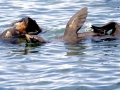 Juan Fernandez Fur Seal