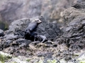 Juan Fernandez Fur Seal