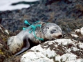 Juan Fernandez Fur Seal