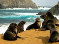 Juan Fernandez Fur Seal