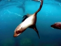 Juan Fernandez Fur Seal