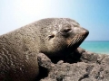 Juan Fernandez Fur Seal