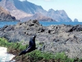 Juan Fernandez Fur Seal
