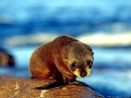 Juan Fernandez Fur Seal