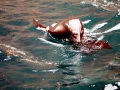 Juan Fernandez Fur Seal