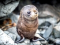 Juan Fernandez Fur Seal