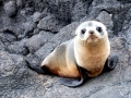 Juan Fernandez Fur Seal