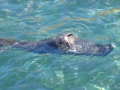 Juan Fernandez Fur Seal