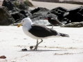 Kelp Seagull