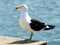 Kelp Seagull