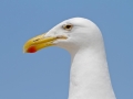 Kelp Seagull