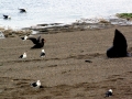 Kelp Seagull