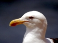 Kelp Seagull