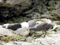 Kelp Seagull
