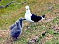 Kelp Seagull