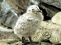 Kelp Seagull