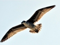 Kelp Seagull