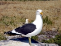 Kelp Seagull