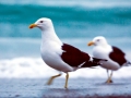 Kelp Seagull