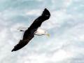 Kelp Seagull