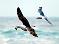 Kelp Seagull