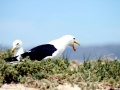 Kelp Seagull