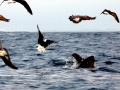 Kelp Seagull