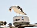 Kelp Seagull