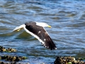 Kelp Seagull