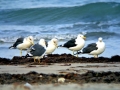 Kelp Seagull