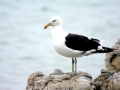Kelp Seagull