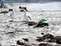Kelp Seagull