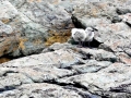 Kelp Seagull