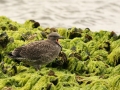 Kelp Seagull