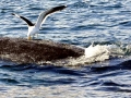 Kelp Seagull