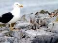 Kelp Seagull