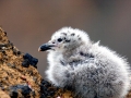 Kelp Seagull
