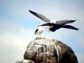Kelp Seagull