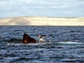 Kelp Seagull