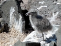 Kelp Seagull