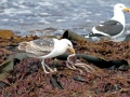 Kelp Seagull