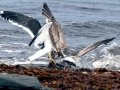 Kelp Seagull